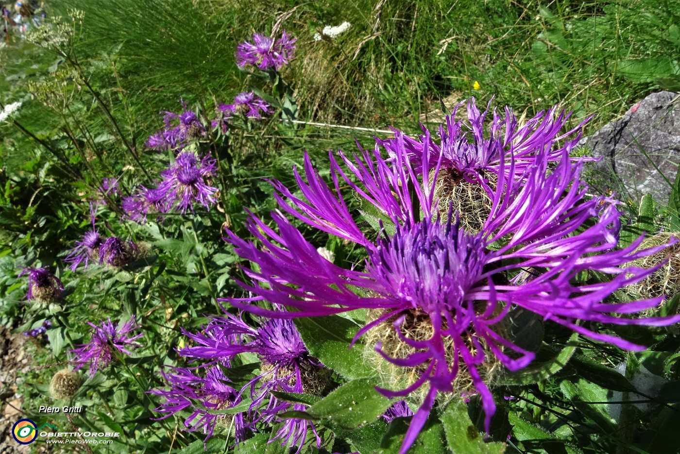 16 Fiordaliso Unifloro (Centaurea Uniflora).JPG